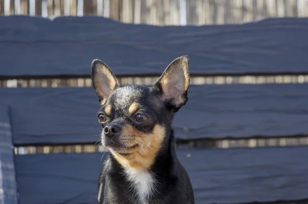 Pies Spaceruje Ulicy Chihuahua Pies Spacer Chihuahua Czarny Brązowy Biały — Zdjęcie stockowe