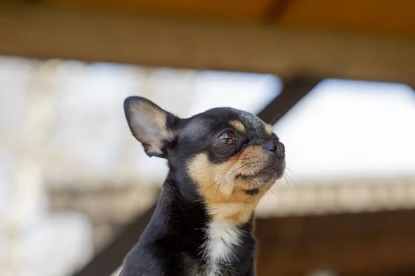 Pet dog walks on the street. Chihuahua dog for a walk. Chihuahua black, brown and white. Cute puppy on a walk. Dog in the garden or in the park Well groomed dog Chihuahua mini smooth haired