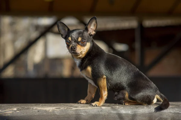 Σκυλάκι Περπατάει Στο Δρόμο Σκυλί Τσιουάουα Για Βόλτα Τσιουάουα Μαύρο — Φωτογραφία Αρχείου