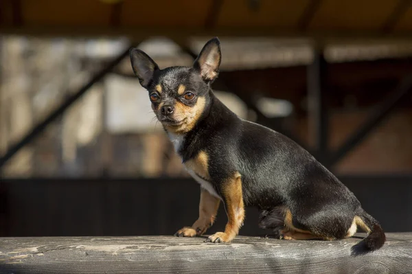 Perro Mascota Pasea Por Calle Chihuahua Perro Dar Paseo Chihuahua —  Fotos de Stock