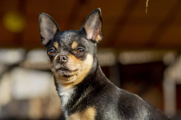 Pet dog walks on the street. Chihuahua dog for a walk. Chihuahua black, brown and white. Cute puppy on a walk. Dog in the garden or in the park Well groomed dog Chihuahua mini smooth haired