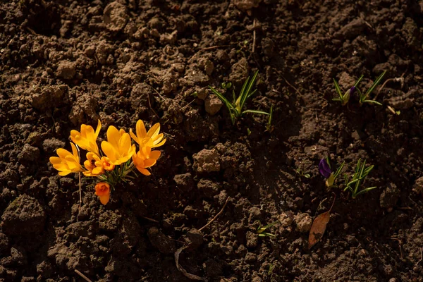 Ολλανδική Κίτρινη Crocus Closeup Τριανταφυλλιά Ανθισμένο Κρόκο Κρόκος Στο Έδαφος — Φωτογραφία Αρχείου