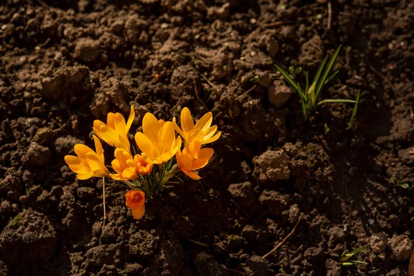 Holländische Krokusse Großaufnahme Primeln Blühen Krokusse Krokus Auf Dem Boden — Stockfoto