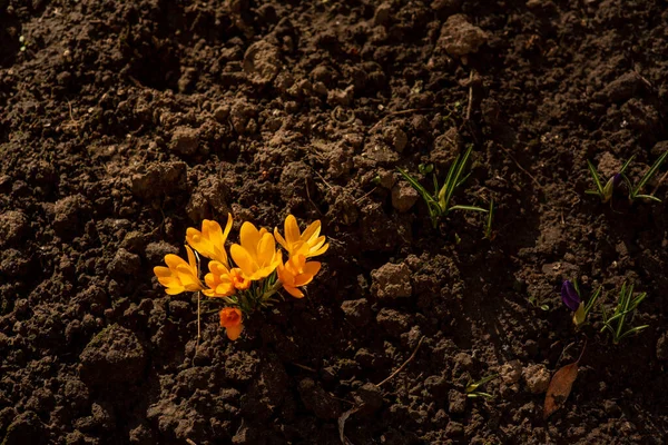 オランダの黄色の地殻が接近しています 原生植物の開花が集中する 地面に集中しろ 最初の花 黄色い春の花 春の陽気 春が来た — ストック写真