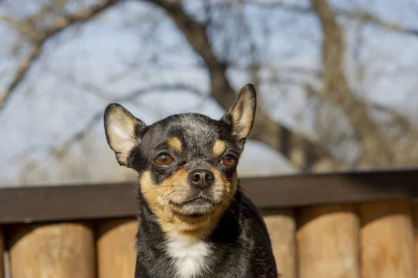 ペット犬が通りを歩いている 散歩のChihuahua犬 Chihuahua黒 茶色と白 散歩中の可愛い子犬 庭や公園で犬よく手入れの行き届いた犬Chihuahuaミニ滑らかな髪 — ストック写真