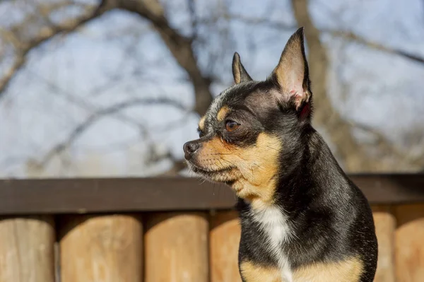 ペット犬が通りを歩いている 散歩のChihuahua犬 Chihuahua黒 茶色と白 散歩中の可愛い子犬 庭や公園で犬よく手入れの行き届いた犬Chihuahuaミニ滑らかな髪 — ストック写真