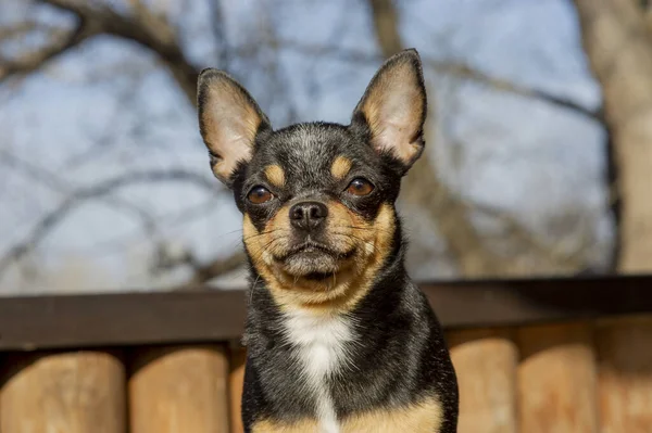 Perro Mascota Pasea Por Calle Chihuahua Perro Dar Paseo Chihuahua — Foto de Stock