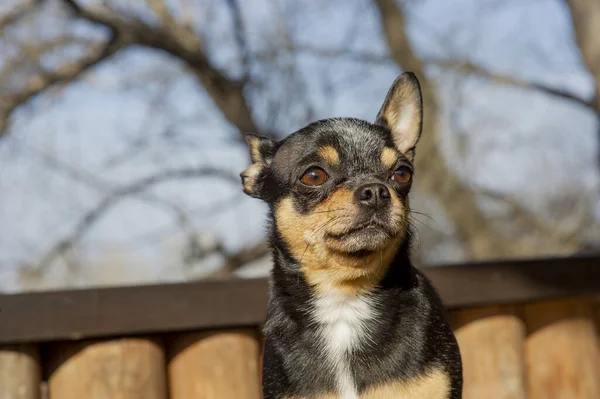 宠物狗在街上散步 奇瓦瓦犬散步 奇瓦瓦黑色 棕色和白色 可爱的小狗在散步 狗在花园里还是在公园里整整齐齐整整整齐齐的狗 — 图库照片