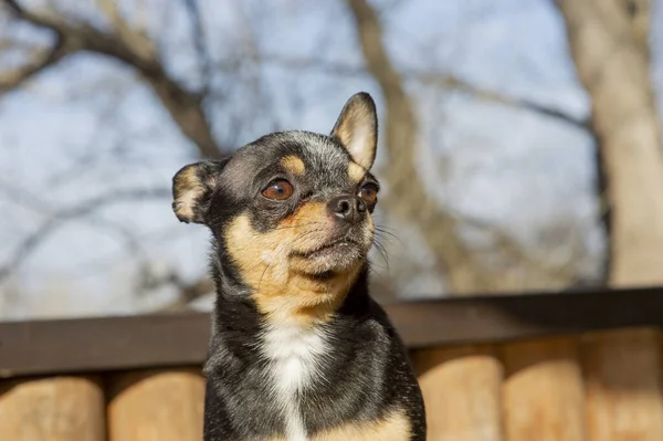 Perro Mascota Pasea Por Calle Chihuahua Perro Dar Paseo Chihuahua — Foto de Stock