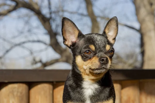 ペット犬が通りを歩いている 散歩のChihuahua犬 Chihuahua黒 茶色と白 散歩中の可愛い子犬 庭や公園で犬よく手入れの行き届いた犬Chihuahuaミニ滑らかな髪 — ストック写真