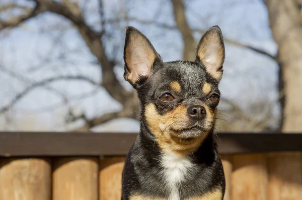 ペット犬が通りを歩いている 散歩のChihuahua犬 Chihuahua黒 茶色と白 散歩中の可愛い子犬 庭や公園で犬よく手入れの行き届いた犬Chihuahuaミニ滑らかな髪 — ストック写真