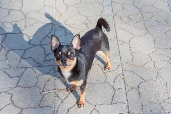Hund Geht Auf Der Straße Spazieren Chihuahua Hund Für Einen — Stockfoto