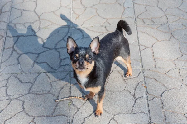 Cão Estimação Anda Rua Chihuahua Cão Para Uma Caminhada Chihuahua — Fotografia de Stock