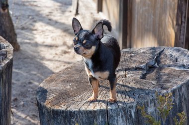 Evcil köpek sokakta yürüyor. Chihuahua köpeği yürüyüşe çıktı. Chihuahua siyah, kahverengi ve beyaz. Yürüyüşe çıkmış şirin bir köpek yavrusu. Bahçedeki ya da parktaki köpek İyi yetiştirilmiş köpek Chihuahua mini pürüzsüz saçlı