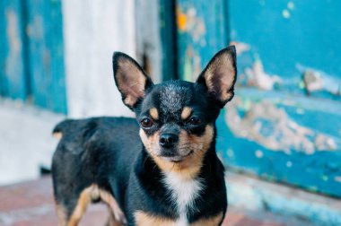 Evcil köpek sokakta yürüyor. Chihuahua köpeği yürüyüşe çıktı. Chihuahua siyah, kahverengi ve beyaz. Yürüyüşe çıkmış şirin bir köpek yavrusu. Bahçedeki ya da parktaki köpek İyi yetiştirilmiş köpek Chihuahua mini pürüzsüz saçlı