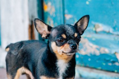 Evcil köpek sokakta yürüyor. Chihuahua köpeği yürüyüşe çıktı. Chihuahua siyah, kahverengi ve beyaz. Yürüyüşe çıkmış şirin bir köpek yavrusu. Bahçedeki ya da parktaki köpek İyi yetiştirilmiş köpek Chihuahua mini pürüzsüz saçlı