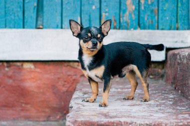 Evcil köpek sokakta yürüyor. Chihuahua köpeği yürüyüşe çıktı. Chihuahua siyah, kahverengi ve beyaz. Yürüyüşe çıkmış şirin bir köpek yavrusu. Bahçedeki ya da parktaki köpek İyi yetiştirilmiş köpek Chihuahua mini pürüzsüz saçlı