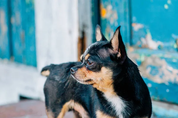 Pet dog walks on the street. Chihuahua dog for a walk. Chihuahua black, brown and white. Cute puppy on a walk. Dog in the garden or in the park Well groomed dog Chihuahua mini smooth haired