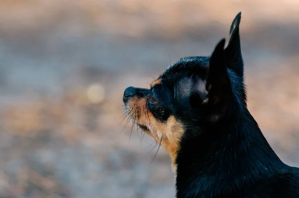 Kiskutya Sétál Utcán Chihuahua Kutya Sétálni Chihuahua Fekete Barna Fehér — Stock Fotó