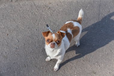 Sokakta oturan sevimli köpek yavrusu. Poz veren küçük bir köpek. Bir Chihuahua 'nın portresi. Yatay görüntü. Uzayı kopyala Sokakta beyaz, kızıl saçlı bir chihuahua. Chihuahua. Evcil hayvan.