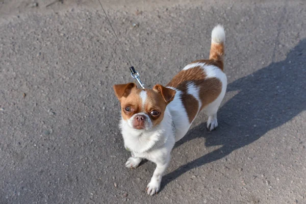 Sokakta Oturan Sevimli Köpek Yavrusu Poz Veren Küçük Bir Köpek — Stok fotoğraf