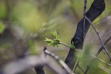 Mart 'ta ağaç dallarında tomurcuklar. Tomurcukları olan ağaç dalı, bahar. Açık havada yumuşak arka planda bahar ağacı dalları. Çiçek arkaplan. Hafif narin sanatsal resim.