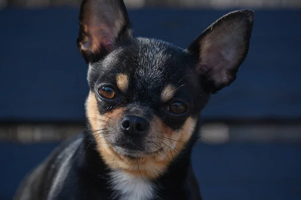 Evcil Köpek Sokakta Yürüyor Chihuahua Köpeği Yürüyüşe Çıktı Chihuahua Siyah — Stok fotoğraf