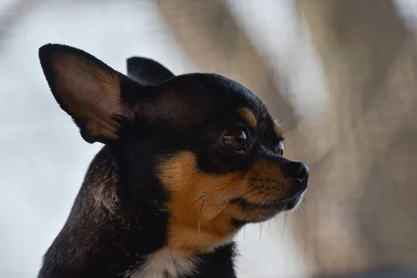 Evcil Köpek Sokakta Yürüyor Chihuahua Köpeği Yürüyüşe Çıktı Chihuahua Siyah — Stok fotoğraf