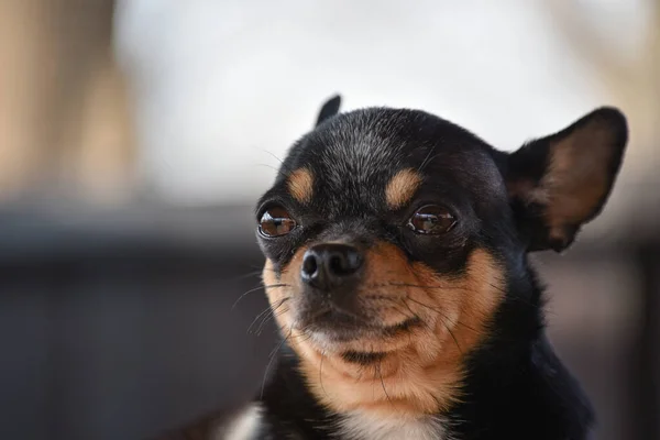 Chien Compagnie Promenades Dans Rue Chihuahua Chien Pour Une Promenade — Photo