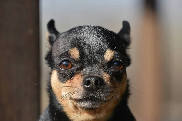 Perro Mascota Pasea Por Calle Chihuahua Perro Dar Paseo Chihuahua —  Fotos de Stock