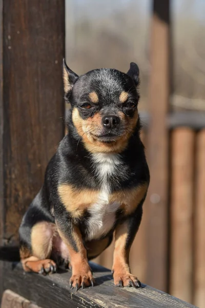 ペット犬が通りを歩いている 散歩のChihuahua犬 Chihuahua黒 茶色と白 散歩中の可愛い子犬 庭や公園で犬よく手入れの行き届いた犬Chihuahuaミニ滑らかな髪 — ストック写真