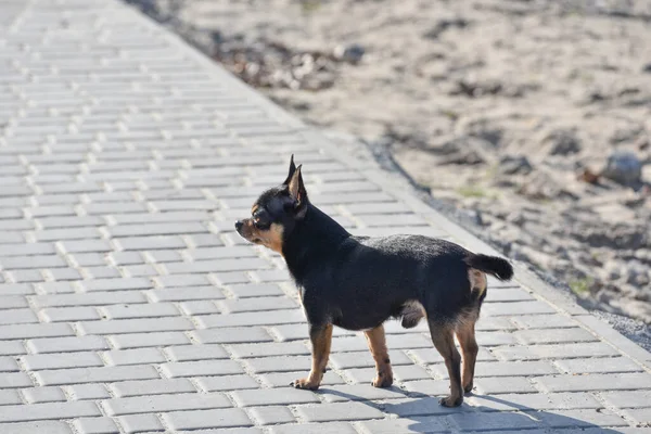 Hund Geht Auf Der Straße Spazieren Chihuahua Hund Für Einen — Stockfoto