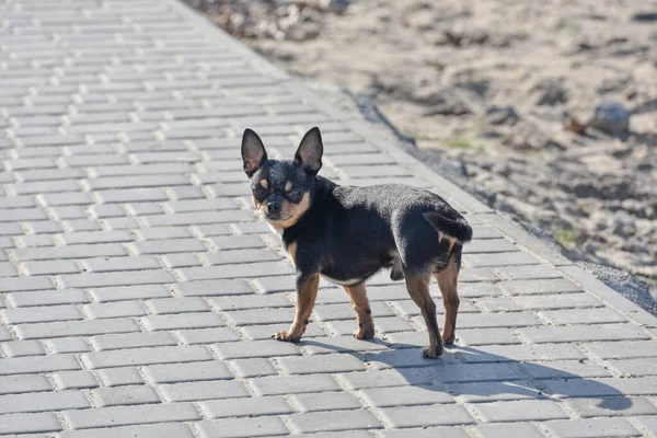 Perro Mascota Pasea Por Calle Chihuahua Perro Dar Paseo Chihuahua — Foto de Stock