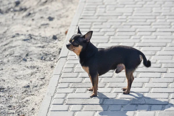 Chien Compagnie Promenades Dans Rue Chihuahua Chien Pour Une Promenade — Photo