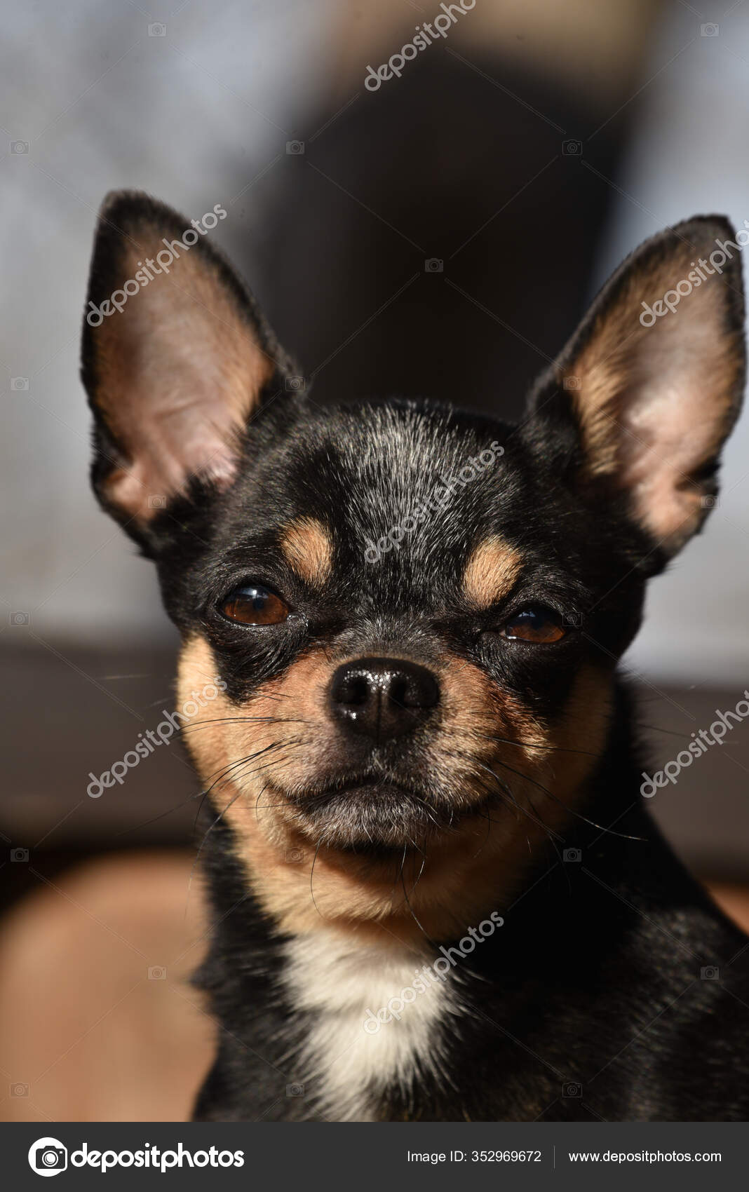 Pet Dog Chihuahua Walks Street Chihuahua Dog Walk Chihuahua Black Stock Photo Image By C Kapinosova
