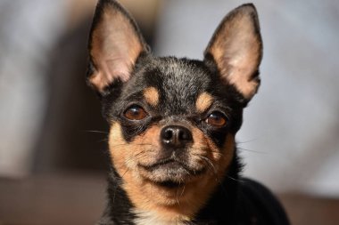 Evcil köpek Chihuahua sokakta yürüyor. Chihuahua köpeği yürüyüşe çıktı. Chihuahua siyah, kahverengi ve beyaz. Sabahın köründe yürüyüşe çıkmış şirin bir köpek yavrusu. Mini cins Chihuahua Pürüzsüz Shorthair