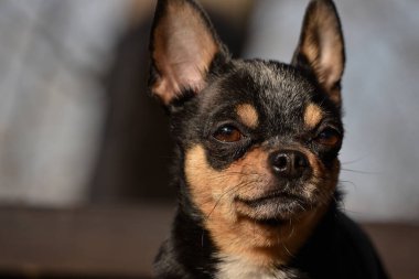 Evcil köpek Chihuahua sokakta yürüyor. Chihuahua köpeği yürüyüşe çıktı. Chihuahua siyah, kahverengi ve beyaz. Sabahın köründe yürüyüşe çıkmış şirin bir köpek yavrusu. Mini cins Chihuahua Pürüzsüz Shorthair