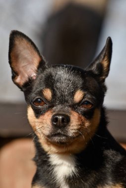 Evcil köpek Chihuahua sokakta yürüyor. Chihuahua köpeği yürüyüşe çıktı. Chihuahua siyah, kahverengi ve beyaz. Sabahın köründe yürüyüşe çıkmış şirin bir köpek yavrusu. Mini cins Chihuahua Pürüzsüz Shorthair