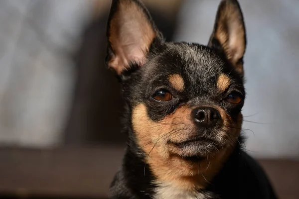 Haustier Chihuahua Geht Auf Der Straße Spazieren Chihuahua Hund Für — Stockfoto