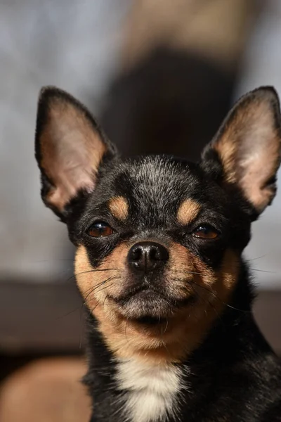 Cane Compagnia Chihuahua Cammina Strada Cane Chihuahua Una Passeggiata Chihuahua — Foto Stock