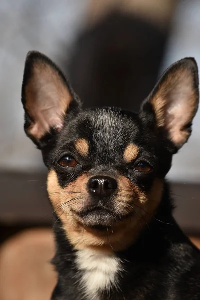 Pies Chihuahua Spaceruje Ulicy Chihuahua Pies Spacer Chihuahua Czarny Brązowy — Zdjęcie stockowe