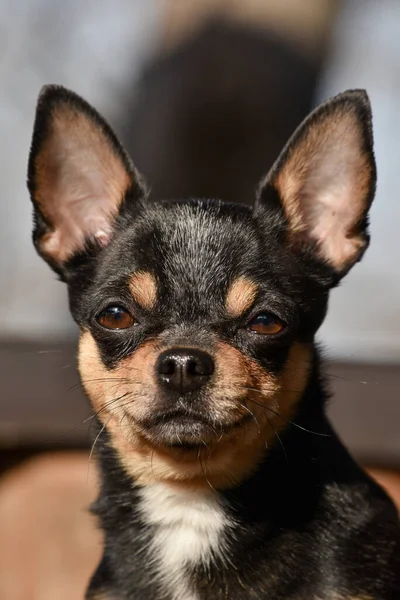 Cão Estimação Chihuahua Caminha Rua Chihuahua Cão Para Uma Caminhada — Fotografia de Stock