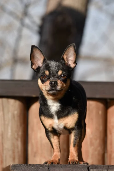 ペット犬Chihuahua通りを歩く 散歩のChihuahua犬 Chihuahua黒 茶色と白 散歩中の早朝にかわいい子犬 ミニ品種Chihuahua滑らかなショートヘア — ストック写真