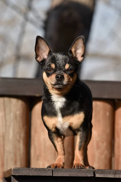 ペット犬Chihuahua通りを歩く 散歩のChihuahua犬 Chihuahua黒 茶色と白 散歩中の早朝にかわいい子犬 ミニ品種Chihuahua滑らかなショートヘア — ストック写真