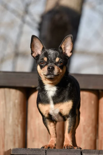 Pies Chihuahua Spaceruje Ulicy Chihuahua Pies Spacer Chihuahua Czarny Brązowy — Zdjęcie stockowe