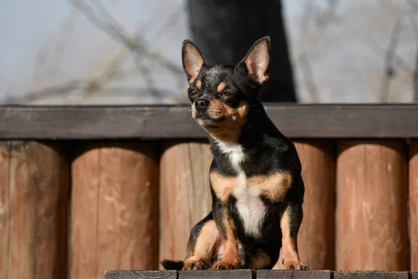 Haustier Chihuahua Geht Auf Der Straße Spazieren Chihuahua Hund Für — Stockfoto