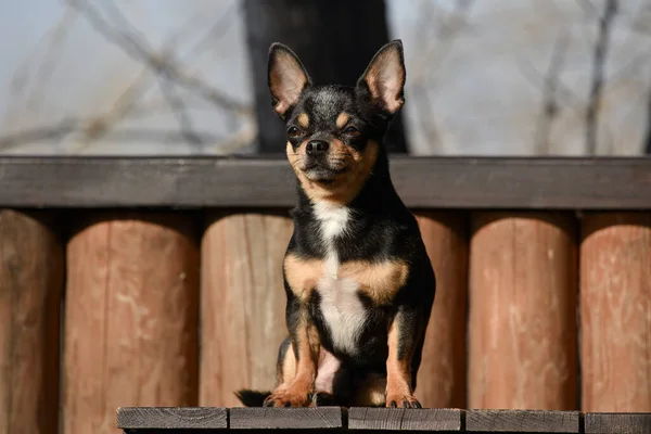 Pet Dog Chihuahua Walks On The Street Chihuahua Dog For A Walk Chihuahua Black Brown And White Cute Puppy Early In The Morning On A Walk Mini Breed Chihuahua Smooth Shorthair