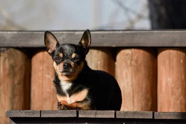 Haustier Chihuahua Geht Auf Der Straße Spazieren Chihuahua Hund Für — Stockfoto