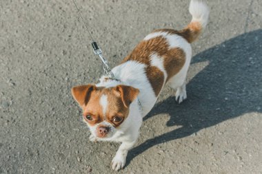 Sokakta oturan sevimli köpek yavrusu. Poz veren küçük bir köpek. Bir Chihuahua 'nın portresi. Yatay görüntü. Uzayı kopyala Sokakta beyaz, kızıl saçlı bir chihuahua. Chihuahua. Evcil hayvan.
