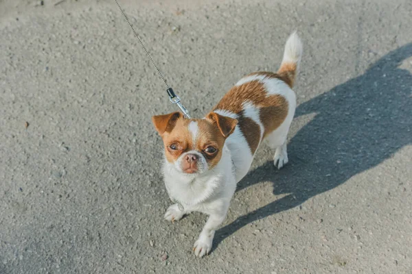 Mignon Chiot Assis Dans Rue Petit Chien Qui Pose Portrait — Photo